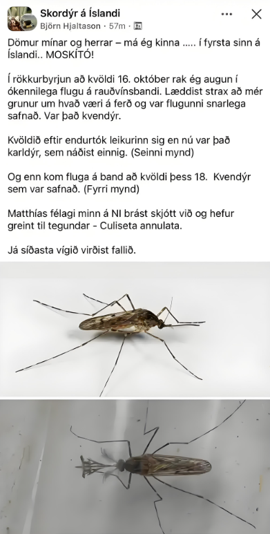 亿融策略 极地入侵! 冰岛首次发现蚊子, 颠覆该国是“全球唯一无蚊国”固有认知
